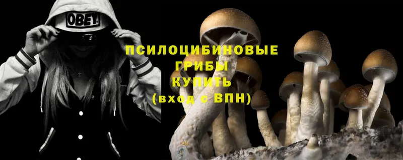 Псилоцибиновые грибы Psilocybe  Кяхта 